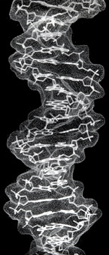 dna